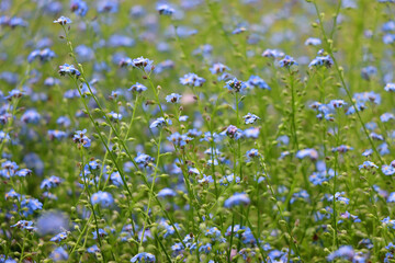Blue forget-me-nots in the field. Selective focus.