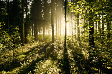 Ätherische Waldlandschaft bei Sonnenaufgang im Frühling. Die Sonne scheint durch leichten Dunst und lässt das frische Grün leuchten.
