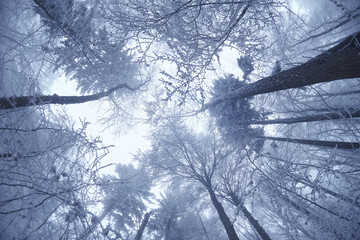 Winterwald mit dichtem Frost und Schnee. Blick den Stämmen empor in die mächtigen Baumkronen.