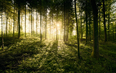 Ätherische Waldlandschaft bei Sonnenaufgang im Frühling. Die Sonne scheint durch leichten Dunst und lässt das frische Grün leuchten.