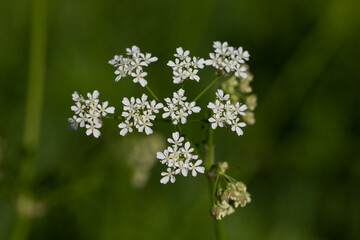 Common yarrow Achillea millefolium white flowers close up, floral background green leaves.