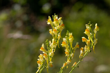 Linaria vulgaris common toadflax yellow wild flowers flowering on the meadow, small plants in bloom