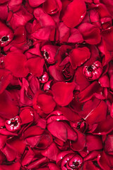 Fototapeta na wymiar Background of red rose petals top view