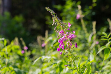 flowers of Fireweed, Chamaenerion angostifolium on a sunny summer day