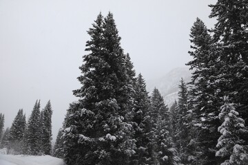 Colorado landscape high up in the mountains 