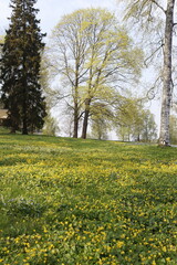 Spring in the park with yellow flowers.