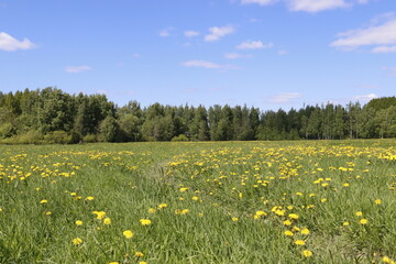 Fototapeta premium Beautiful landscape with blue sky and a field of yellow flowers.
