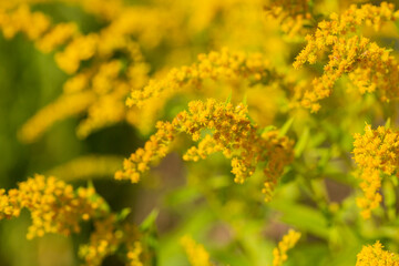 Close up of the blooming yellow inflorescence of Solidago canadensis