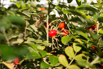rosehip medicinal berry, red round rosehip on a branch among green leaves