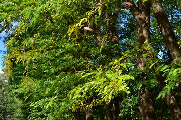 green moss on the tree