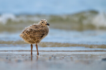 Obraz premium silbermöwe larus argentatus