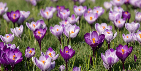 Purple and white crocuses growing in the grass in the conifer lawn at RHS Wisley, Surrey UK.