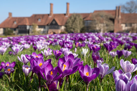 Purple and white crocuses growing in the grass in the conifer lawn at RHS Wisley, Surrey UK.