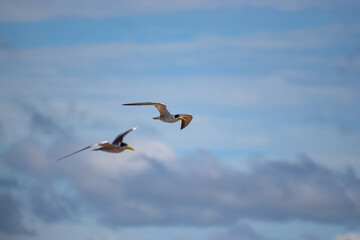 seagulls flying up river
