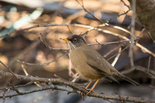 Zorzal (Turdus falcklandii) Chileno