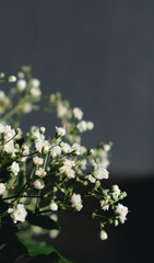 blurred white gypsophila flowers background with soft retro filter and copy space
