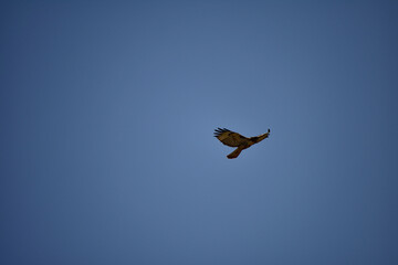 Fototapeta na wymiar Hawk Flying Against Blue Sky