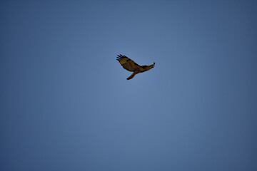 Hawk Flying Against Blue Sky