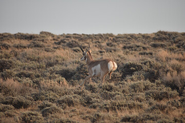 Pronghorn In Colorado Field 