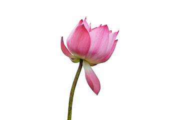 Makha Asanaha Visakha Bucha BuddhaPurnima Day. Lotus flower