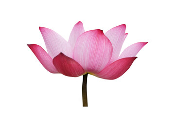 Makha Asanaha Visakha Bucha BuddhaPurnima Day. Lotus flower
