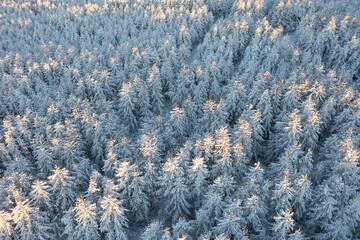 Beautiful woodland landscape with trees in the snow. Aerial photo of the winter forest. Top view of snow-covered larch trees. Cold snowy winter weather. Travel to the Far North. Natural background.