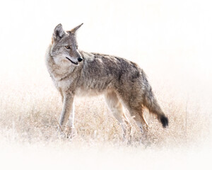 Coyote (canis latrans) standing broadside in field looking back with snow white background Colorado, USA