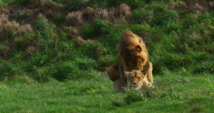 African Lion, panthera leo, Pair with Male and Female mating, Real Time 4K