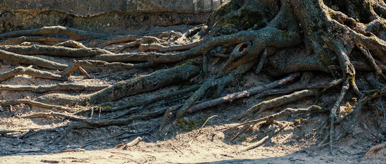 The roots of a big brown tree in close up