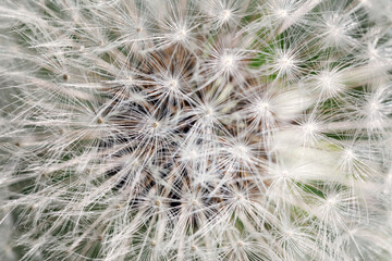 Dandelion. Dandelion fluff. Dandelion tranquil abstract closeup art background
