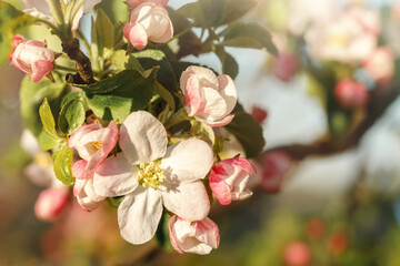Obraz premium A branch of a blooming apple tree illuminated by the sun