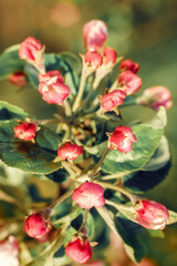 Red, unopened apple blossom buds, front view on blurred background