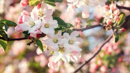 Fototapeta na wymiar Pink and white apple blossom flowers on tree in springtime