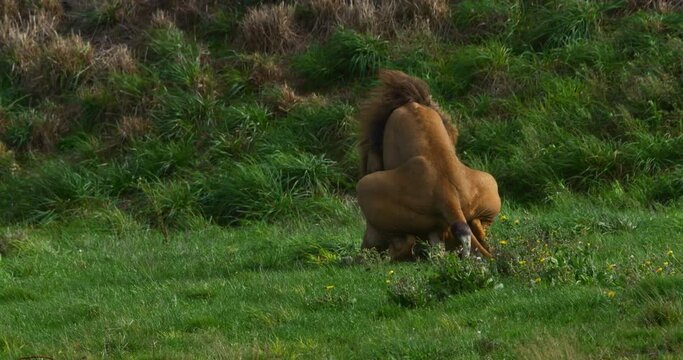 African Lion, panthera leo, Pair with Male and Female mating, Real Time 4K