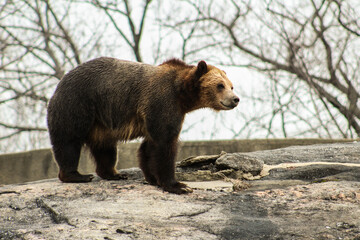 Obraz premium brown bear