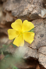 Yellow flower blossom close up background fumana arabica family cistaceae botanical big size high quality prints