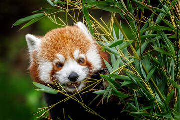 Portrait of feeding red panda. Red panda, Ailurus fulgens, chewing bamboo leaves. Beautiful lesser panda in habitat. Adorable small mammal native to eastern Himalayas and southwestern China. © Vaclav