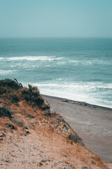 Elefantes marinos en la costa del mar