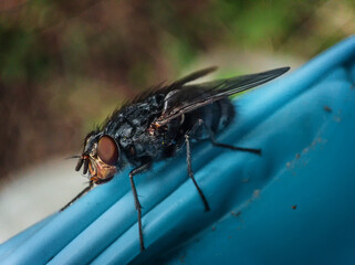 macro photography of a fly