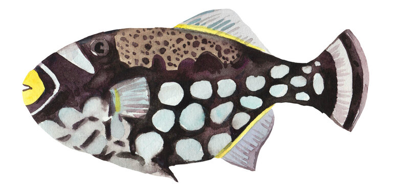 Clown triggerfish Balistoides conspicillum. Watercolor illustration