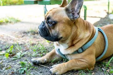 Cute french bulldog lying outside in the park	