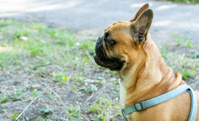 Cute french bulldog sitting outside in the park	