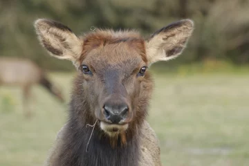 Roosevelt Elk in Northern California © RudiBega
