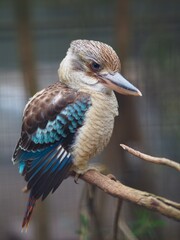 Magnificent majestic Laughing Kookaburra with sharp eyes and a powerful bill.