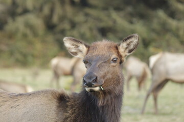 Roosevelt Elk in Northern California