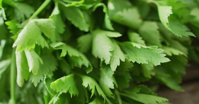Video of close up of fresh salad parsley leaves on grey background