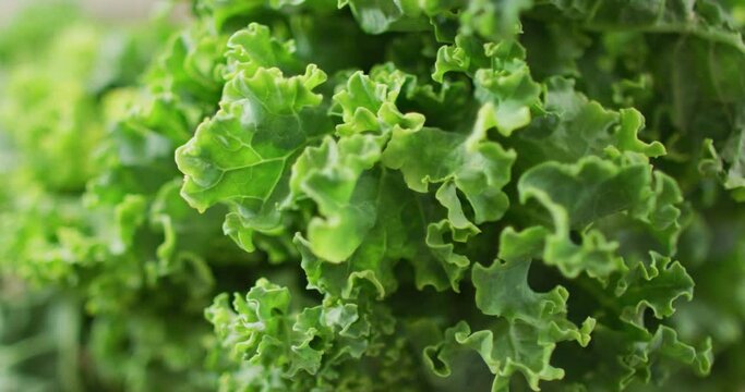 Video of close up of fresh salad leaves