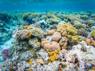 Underwater image of corals in Red Sea near Safaga town in Egypt