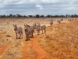 herd of zebras in the savannah