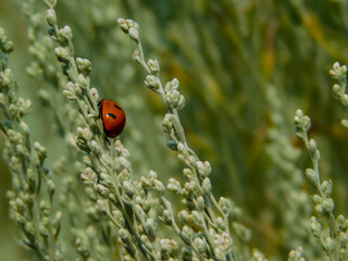 Ladybug on Sagebrush